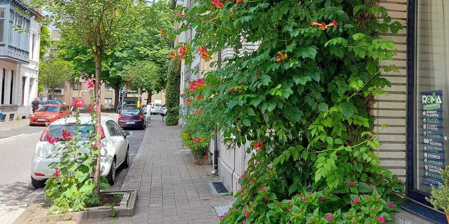 Foto van klimplant